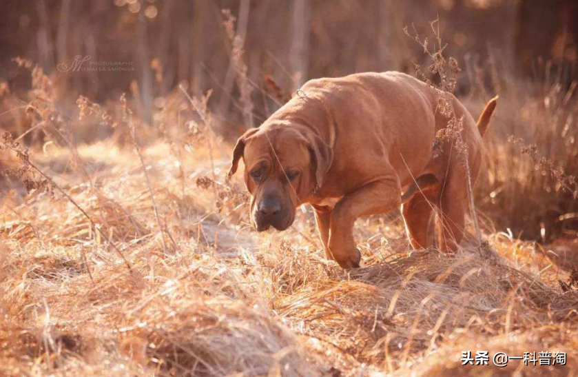 日本土佐犬(世界上最凶猛的十大恶犬，日本土佐上榜，藏獒只能屈居第二)