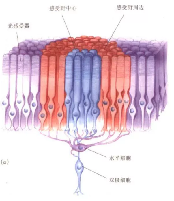 五花八门视错觉，研究它们有啥用？