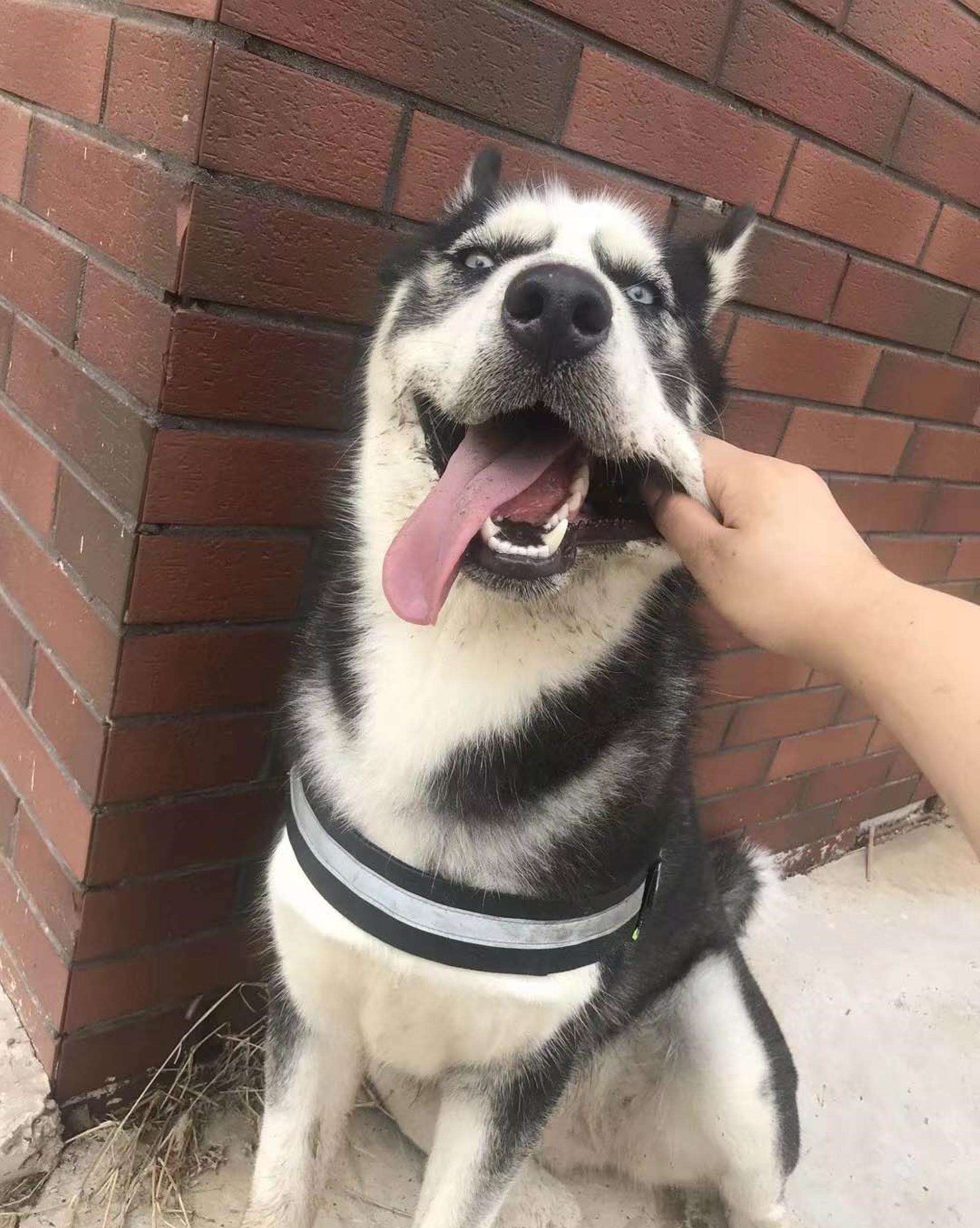 网评2种"臭狗"和3种"香狗",饲养体验很不一样