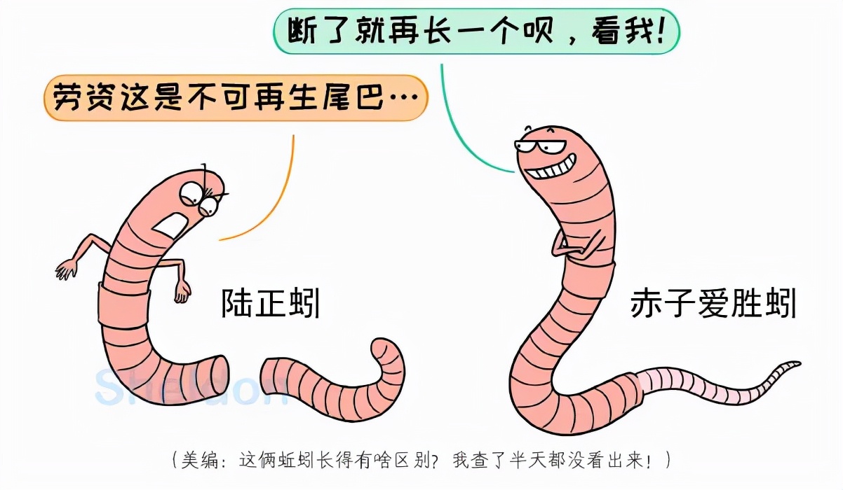 蚂蟥不小心吃下肚,会在人体内长期存活吗?