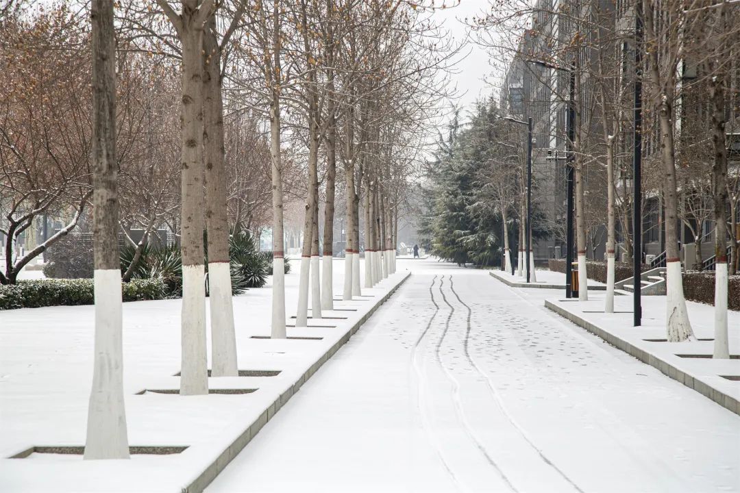 开年瑞雪，师大校园寂静如诗