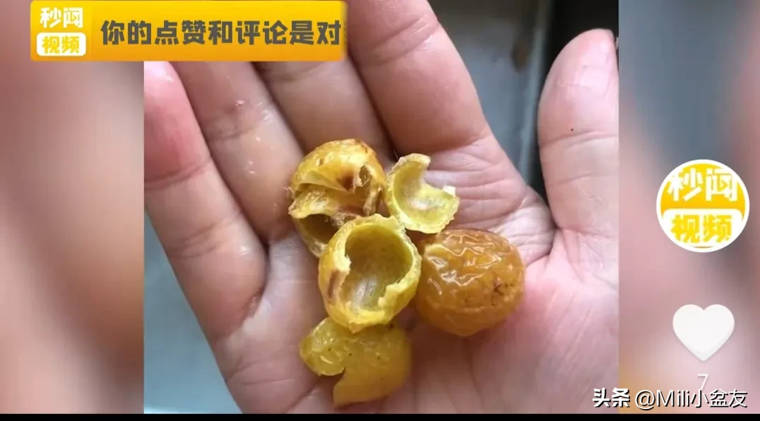 在小区路上捡到果子(近日，江苏南京，一女子走在街上无意间发现地上有果子)