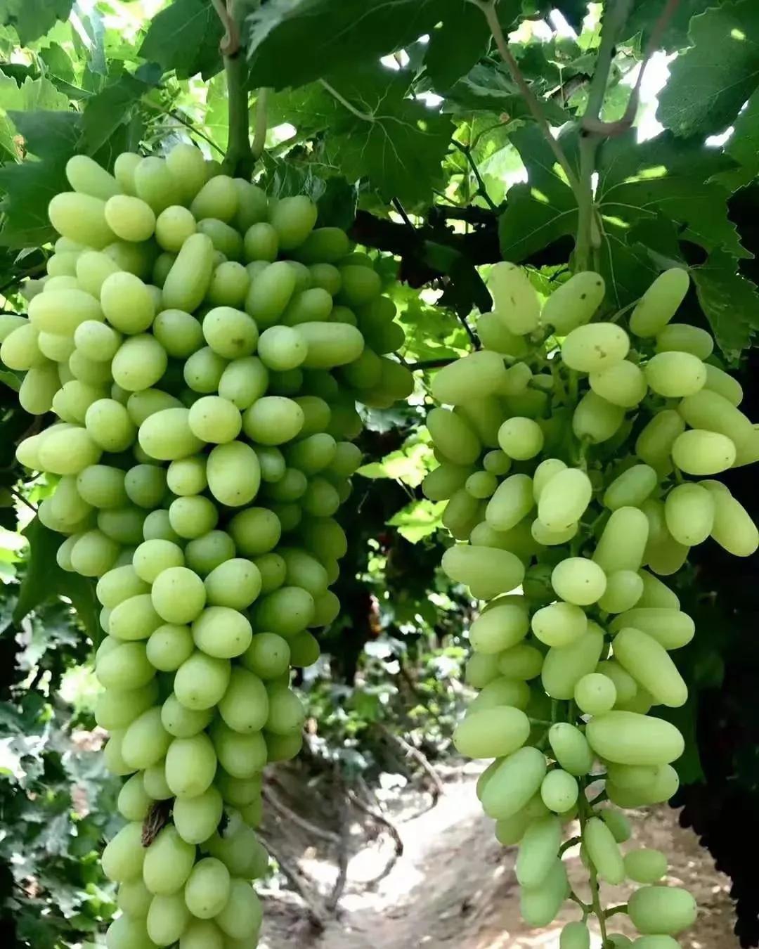 红葡萄,黑葡萄,玫瑰香,白布瑞克,马奶子,喀什哈尔,梭梭葡萄等500多种