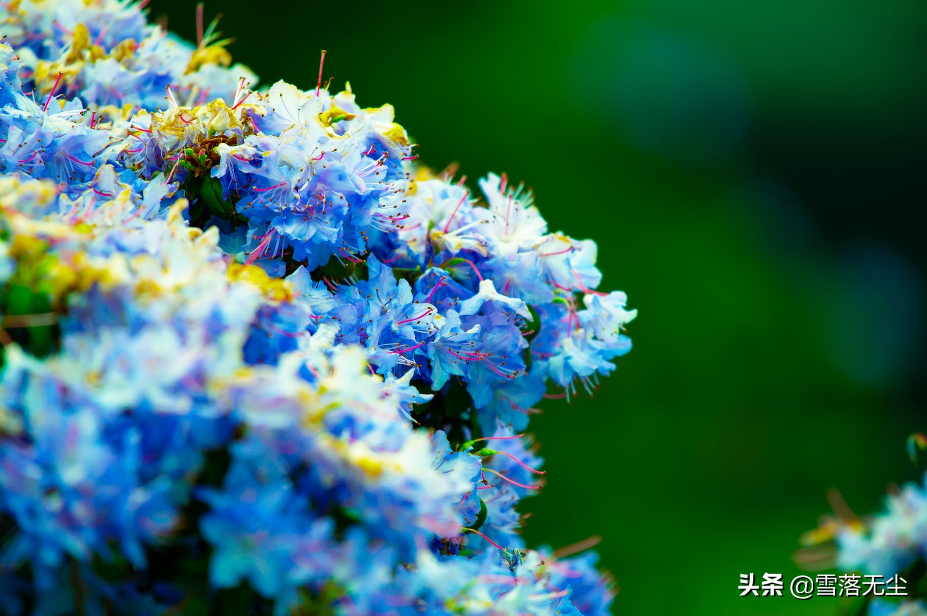 男人如此对你，才是真的把你放在心里了，不会再离开