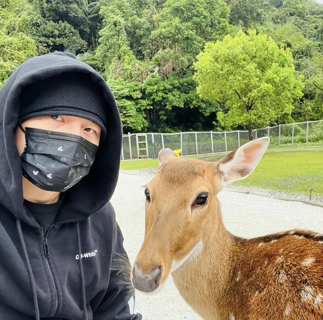 周杰伦分享宠妻日常，二人出游与鹿合影，昆凌三胎孕晚期小腹隆起