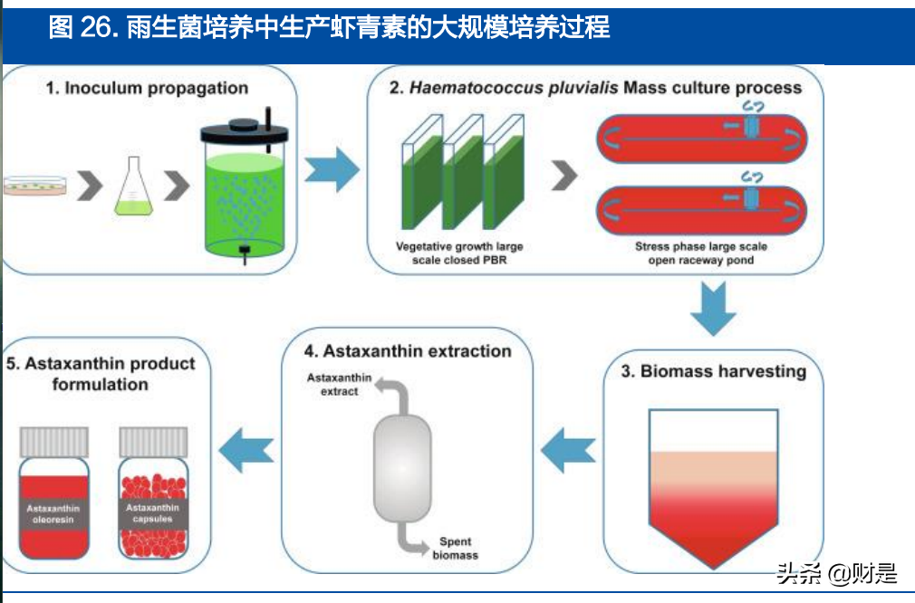 金城医药研究报告：生物合成与化学合成双平台能量开始爆发