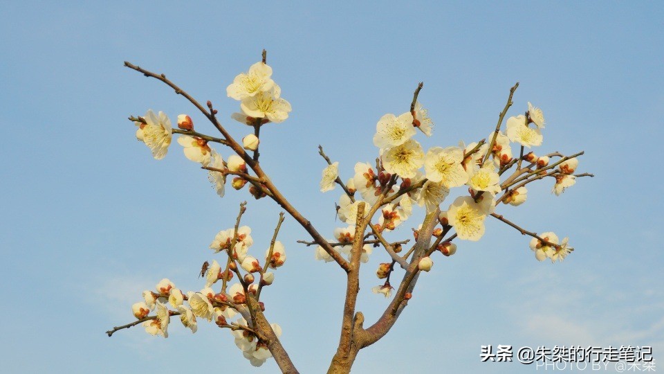 冬日最令人惊艳的盛景之一 似雪非雪、暗香浮动 春节千万不可错过