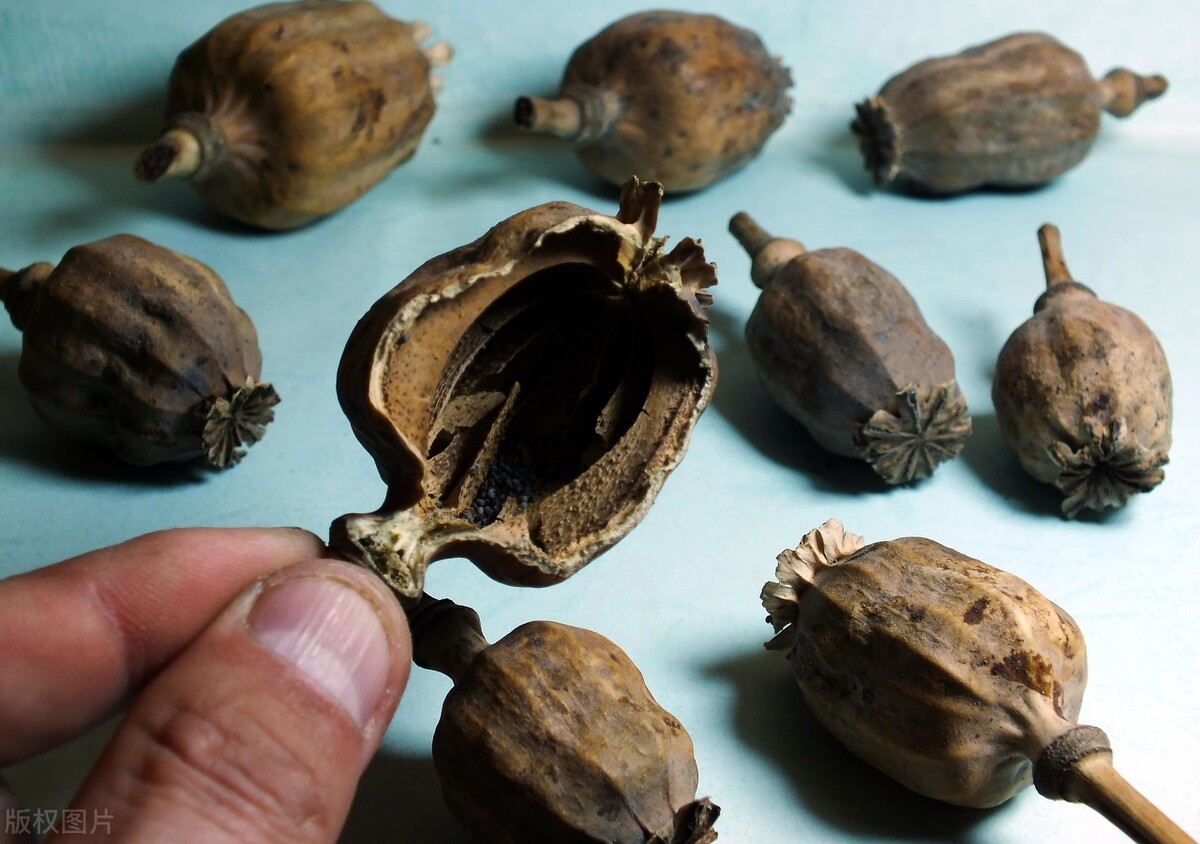 一次性说清楚种植罂粟的那些法律知识