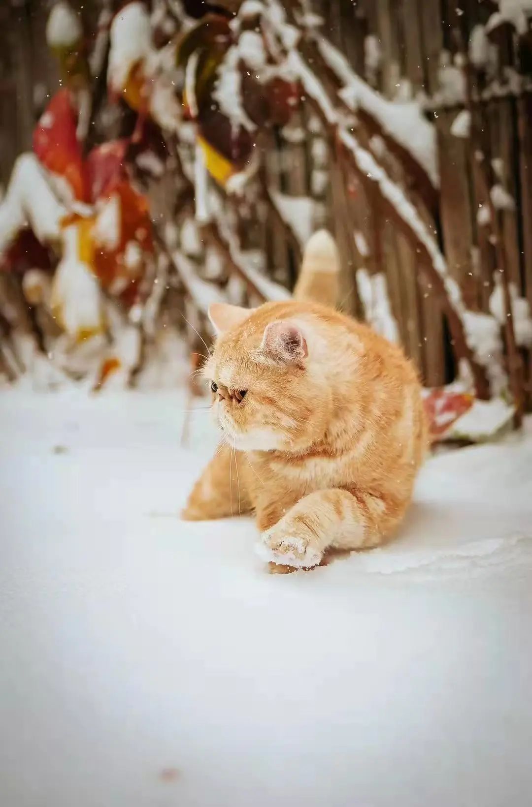 我可是拥有“三岁画老”天赋的小猫咪