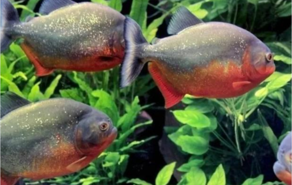 凶残可怕的食人鱼，为何没能在亚马逊河流里泛滥？是因天敌太多？