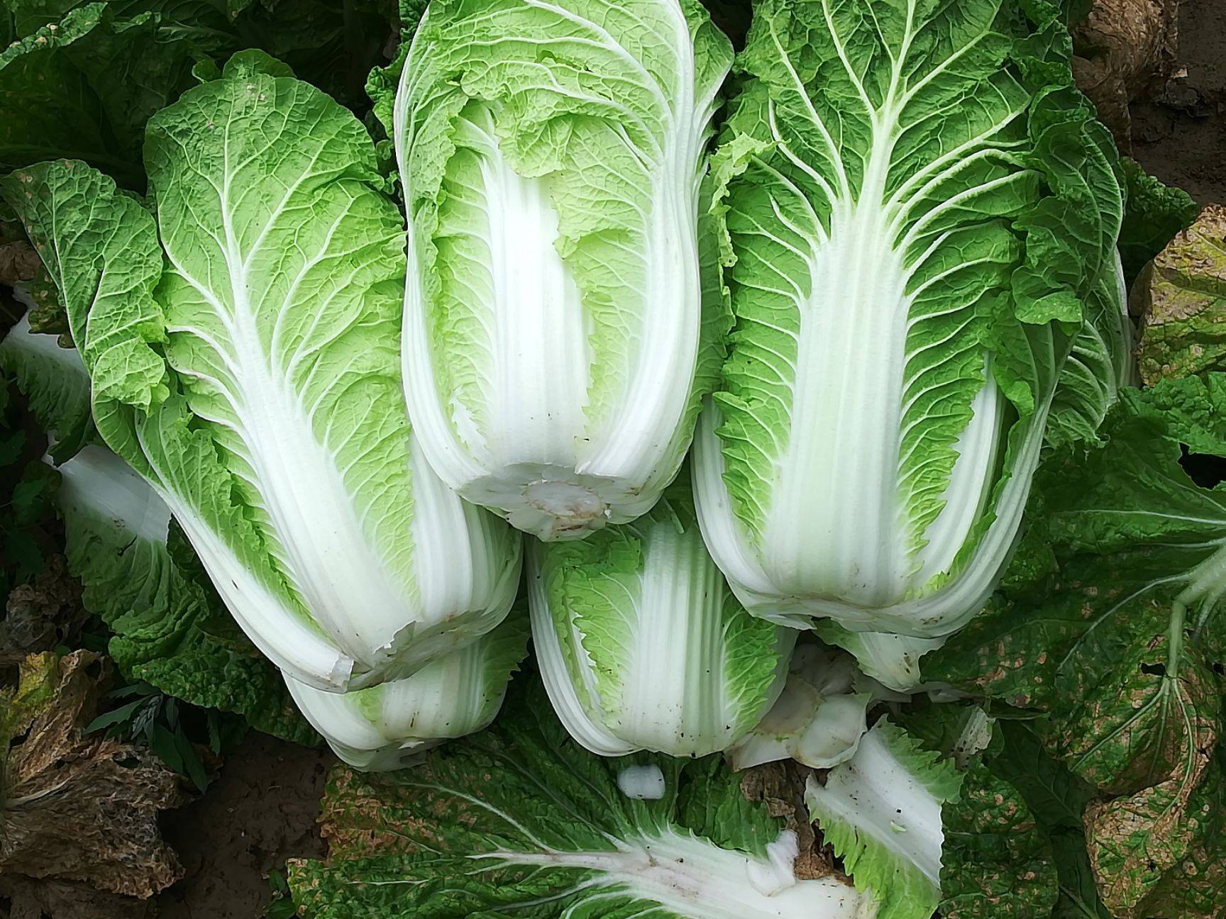 白菜的种植技术与病虫害防治(白菜种植技术与病虫害防治措施的分析)