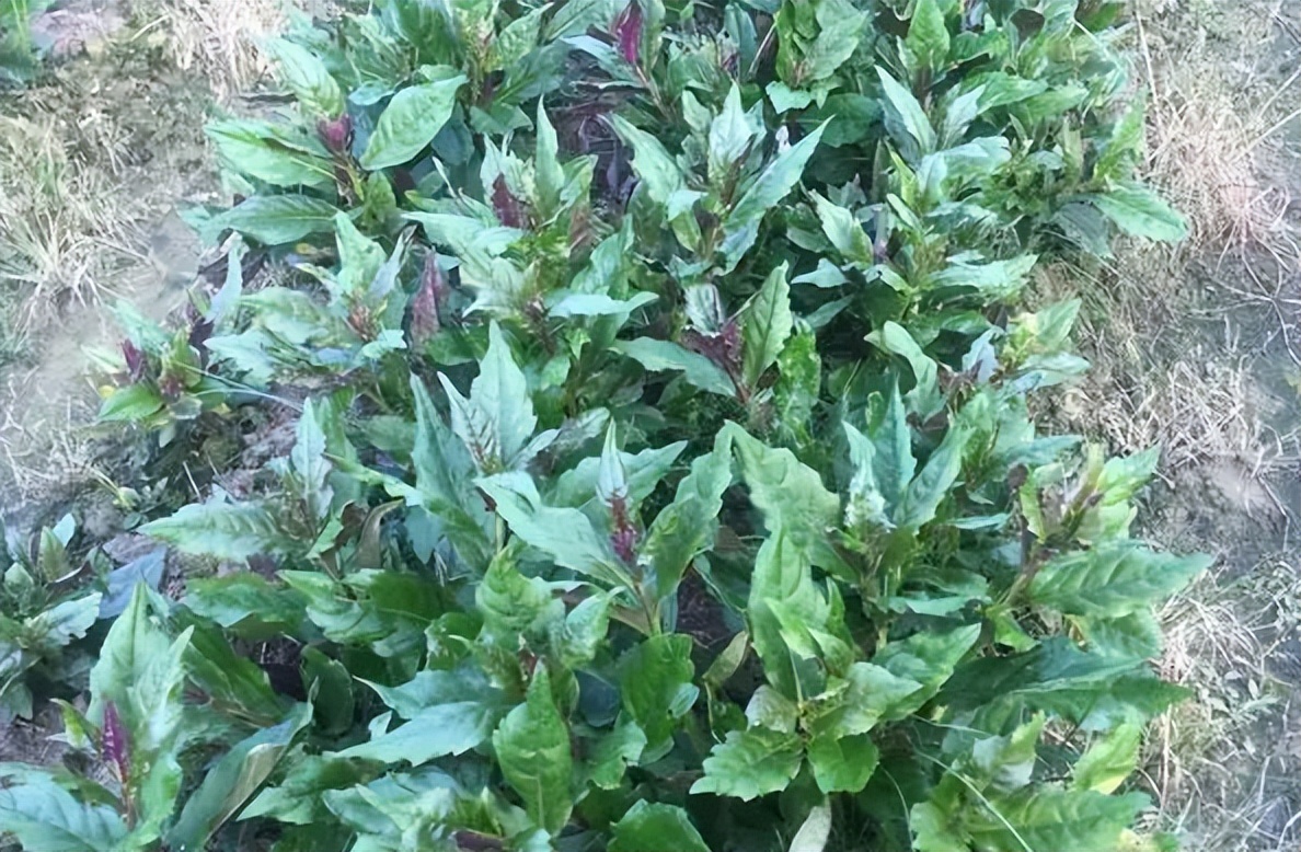 红背菜图片(有) - 赤虎壹号