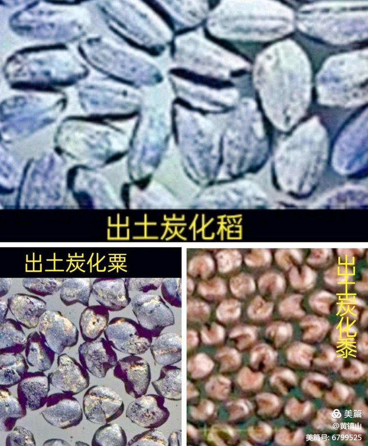 黄镇山：世界陶稻黍文明起源中国万年前