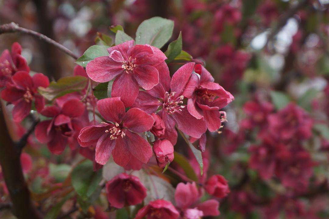 桃花和梅花怎么区分（只需从5个关键部分入手）