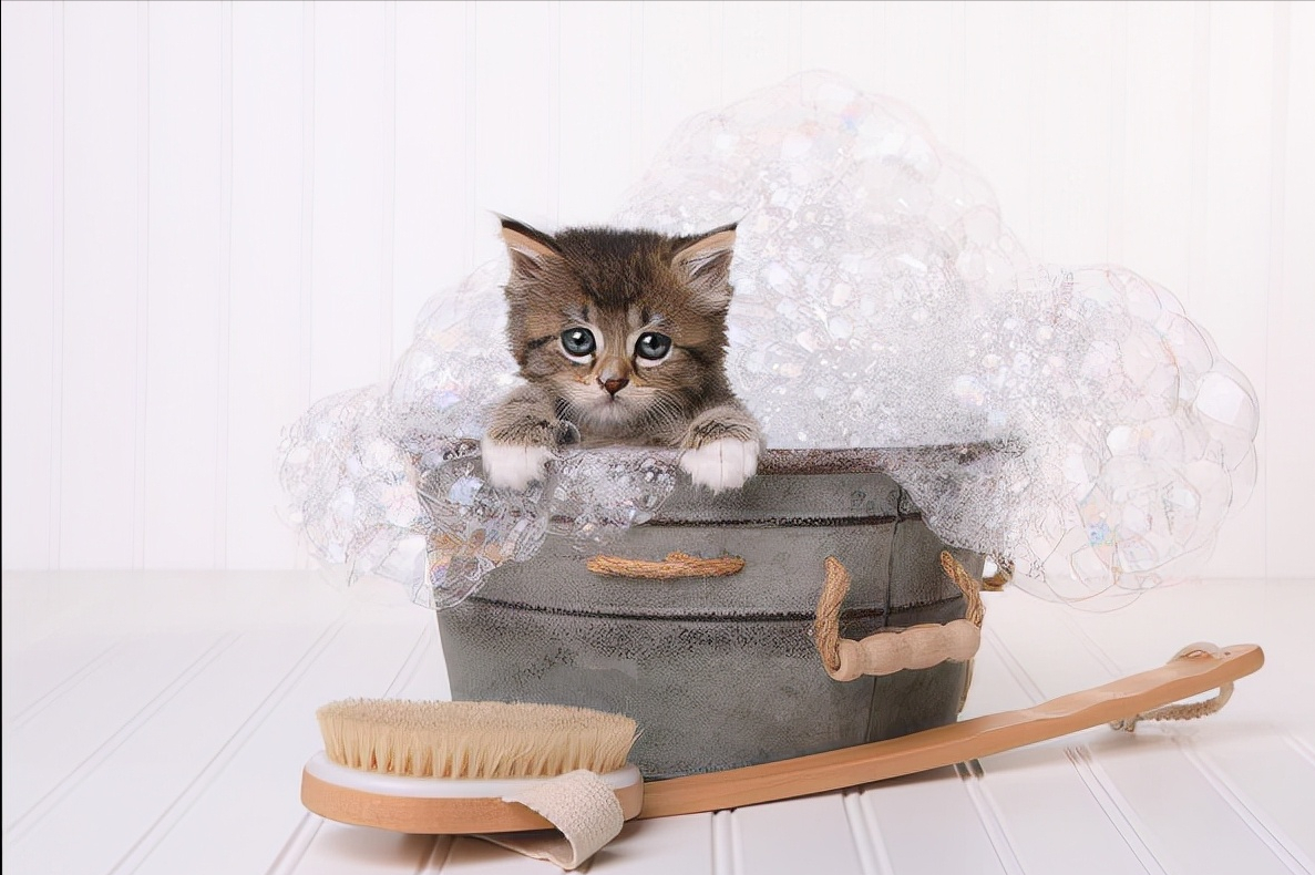 猫咪驱虫后多久可以洗澡（最全猫咪洗澡全攻略）