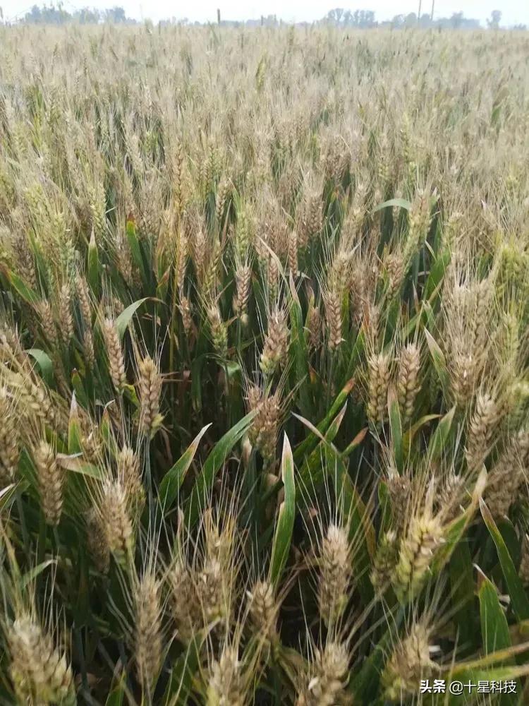 河南8个抗病小麦品种，来啦！无高感病害“保底”抗减产