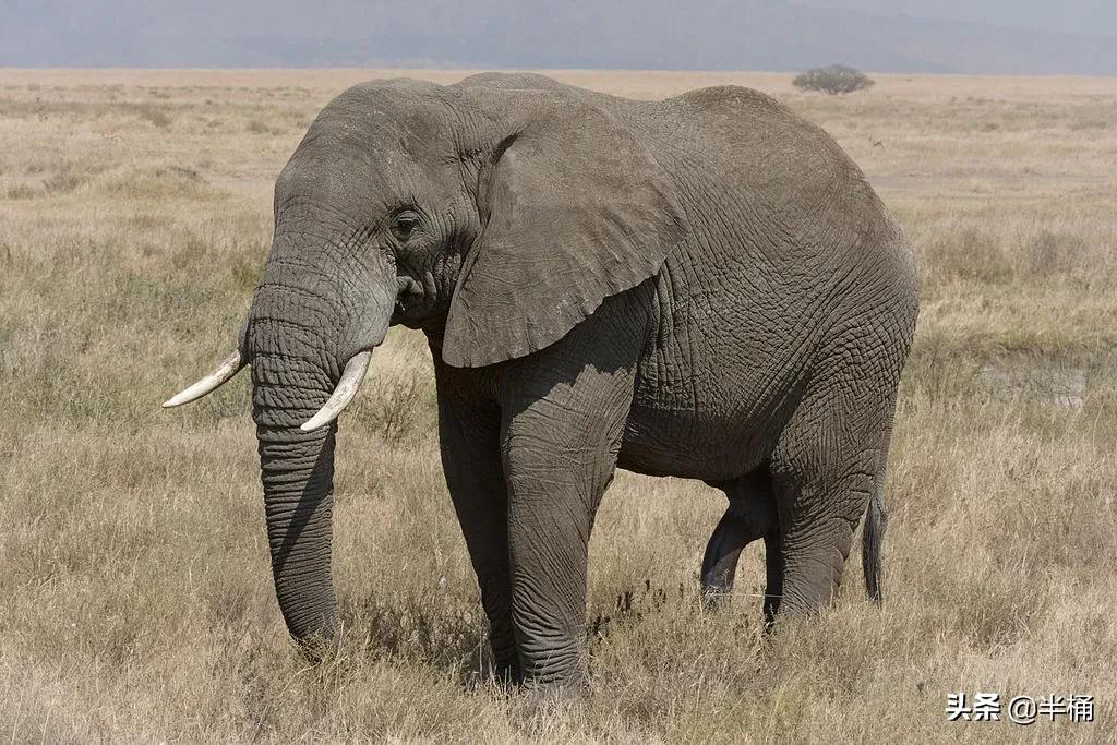 象牙为什么不从老死的大象身上取？收缴的象牙为什么要销毁？