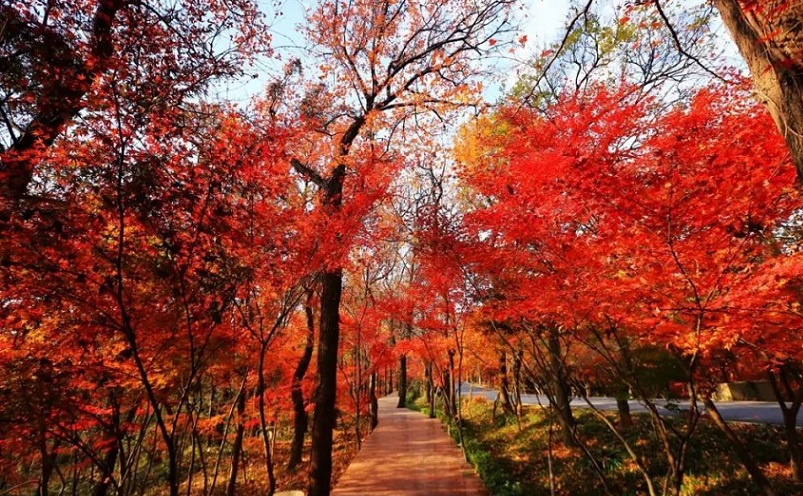 南京十大必玩景点，去过九处才算玩转南京