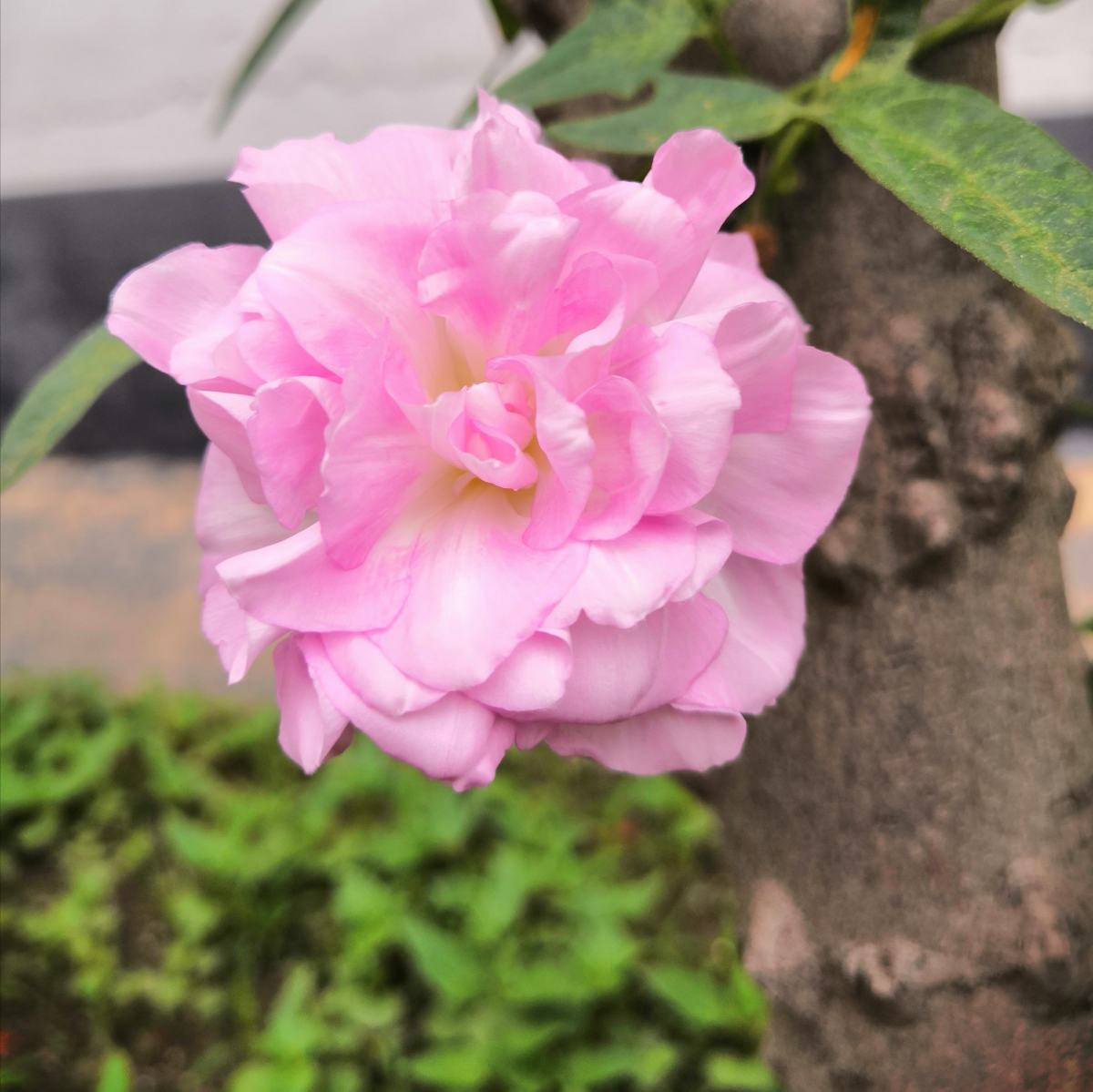 牡丹花圖片大全,牡丹花圖片大全大圖