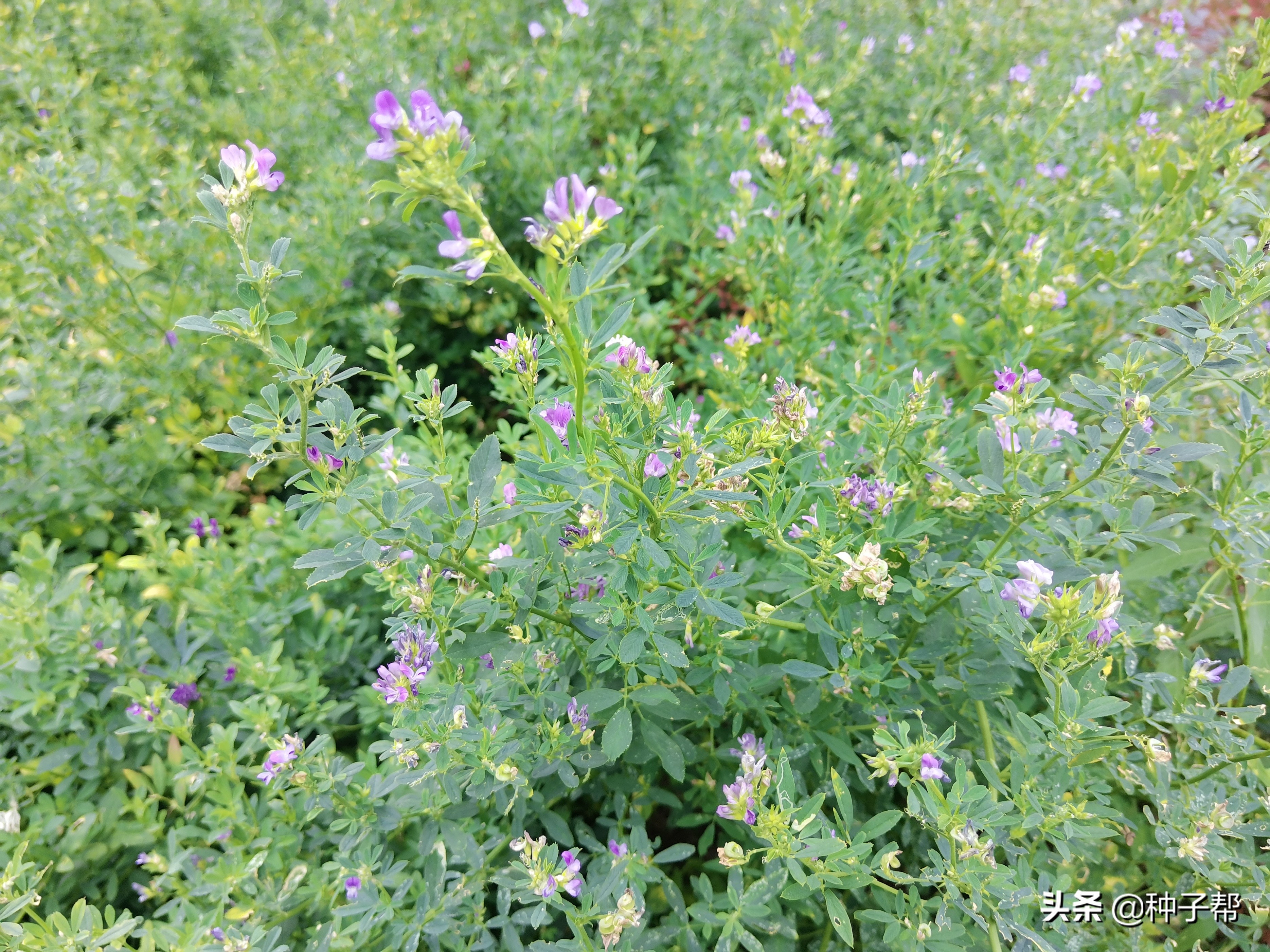 北方養(yǎng)牛羊能種哪些牧草？這幾種營養(yǎng)好，有的種一次收割10年以上