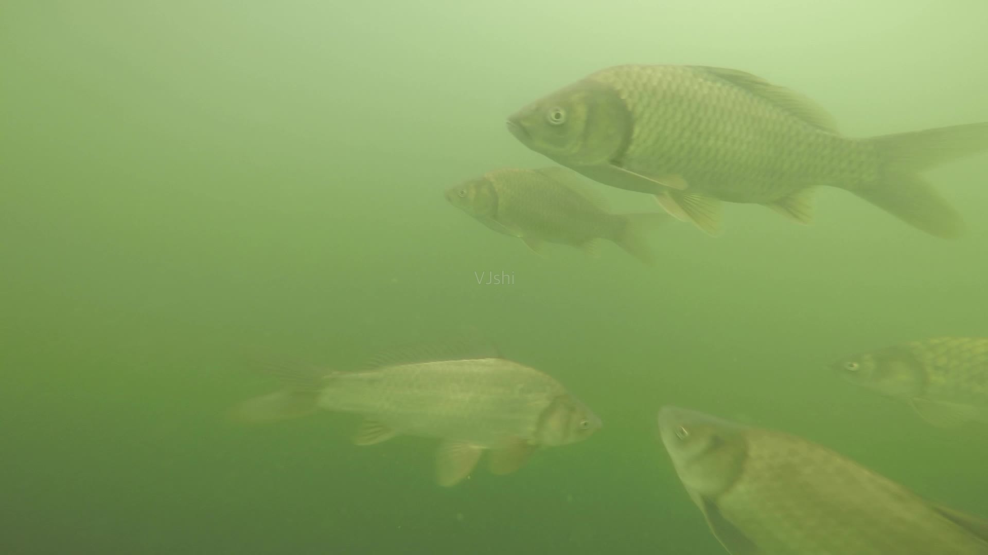 不同魚(yú)的“吃相”不同，對(duì)癥下藥才能事半功倍，老釣家的秘訣