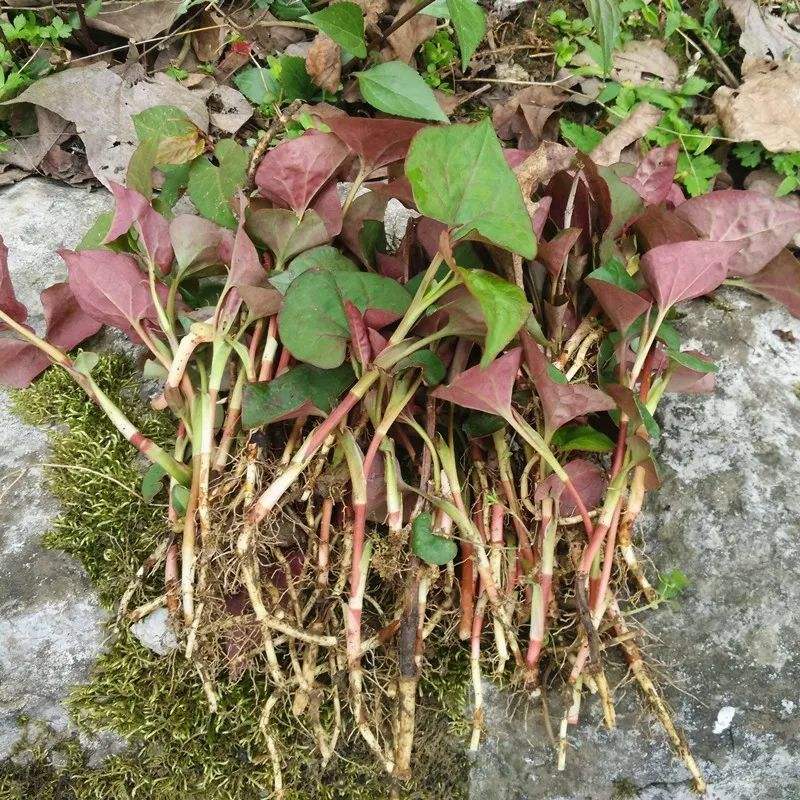 春天是农村挖野菜的季节，童年吃过的这7种野菜，你还记得多少？