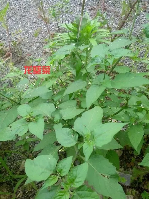 你小时候吃过哪些野菜(你小时候吃过哪些野菜小时候吃过的野菜太多啦)