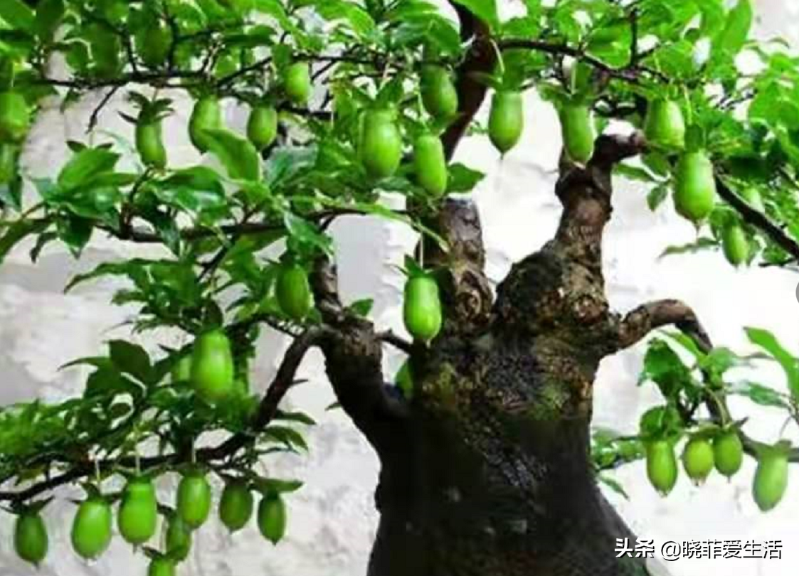 七种“黄金树”，子孙世代富，护宅守家，越养越“旺家”