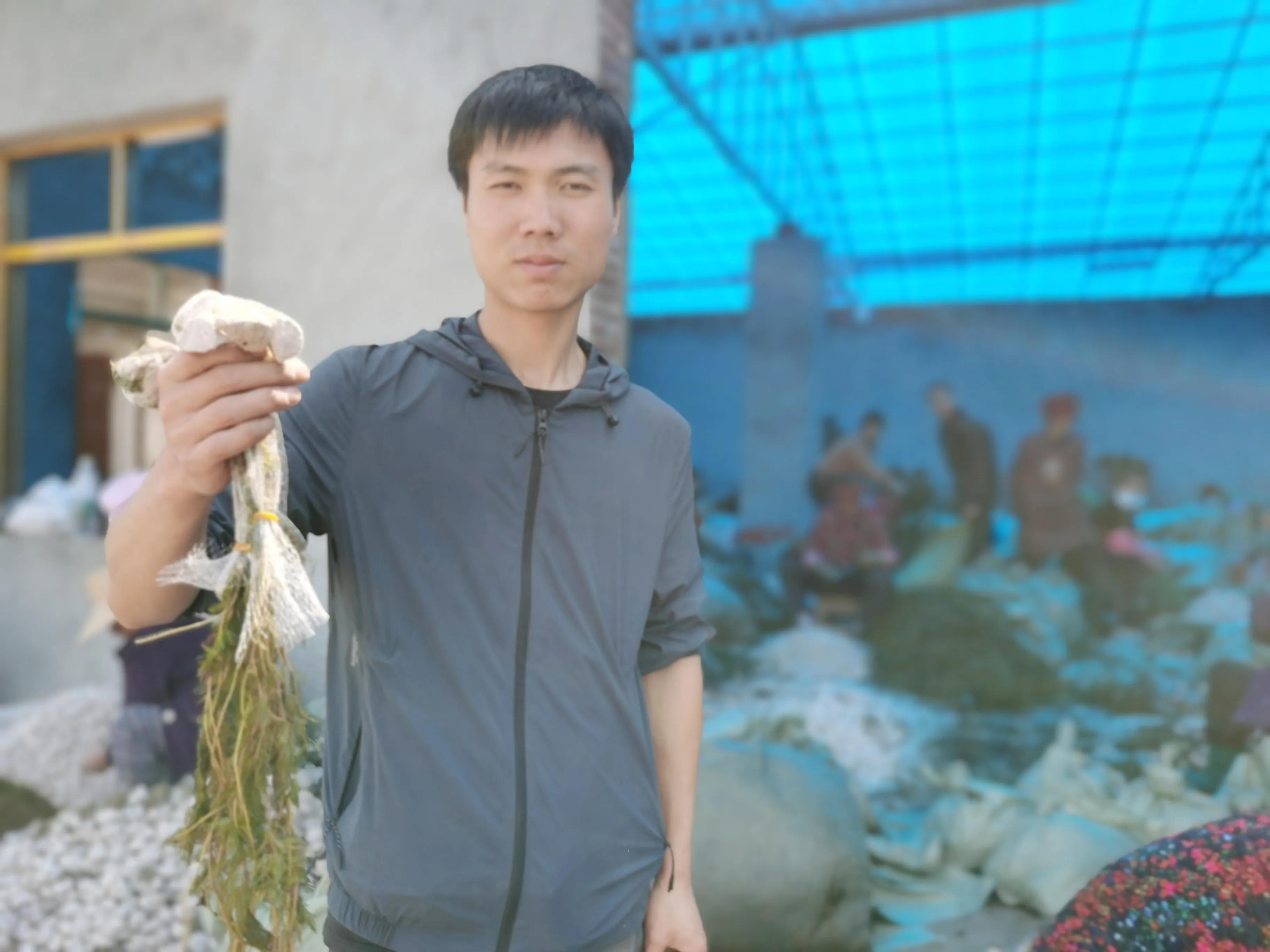 農村青年王龍，加工狐尾藻，帶活一方百姓就業
