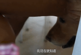 真没想到，这10对明星夫妇是丁克，有人养猫，有人把狗当亲人