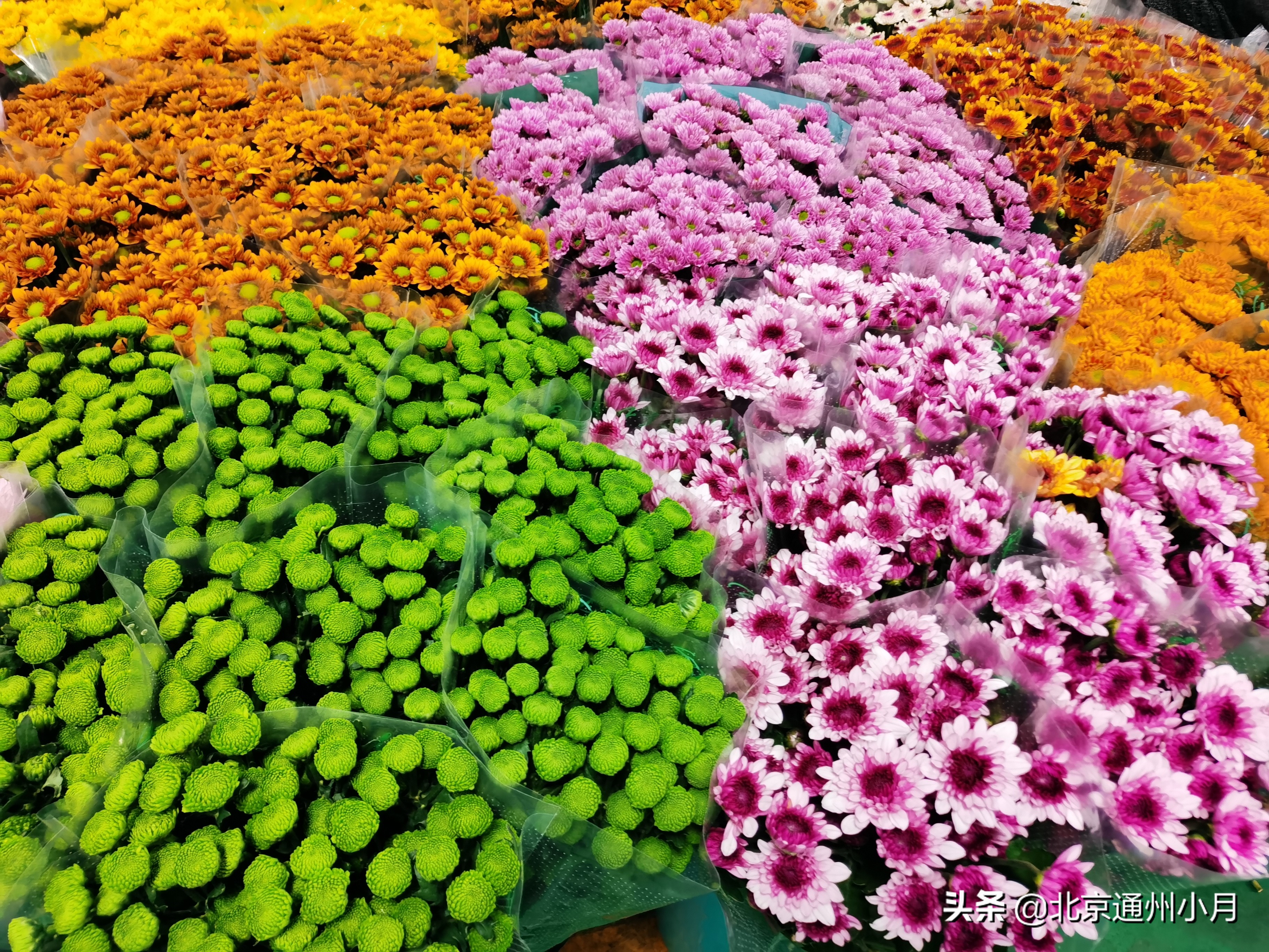 北京花卉批发市场都有哪些地方，北京花卉市场种植基地