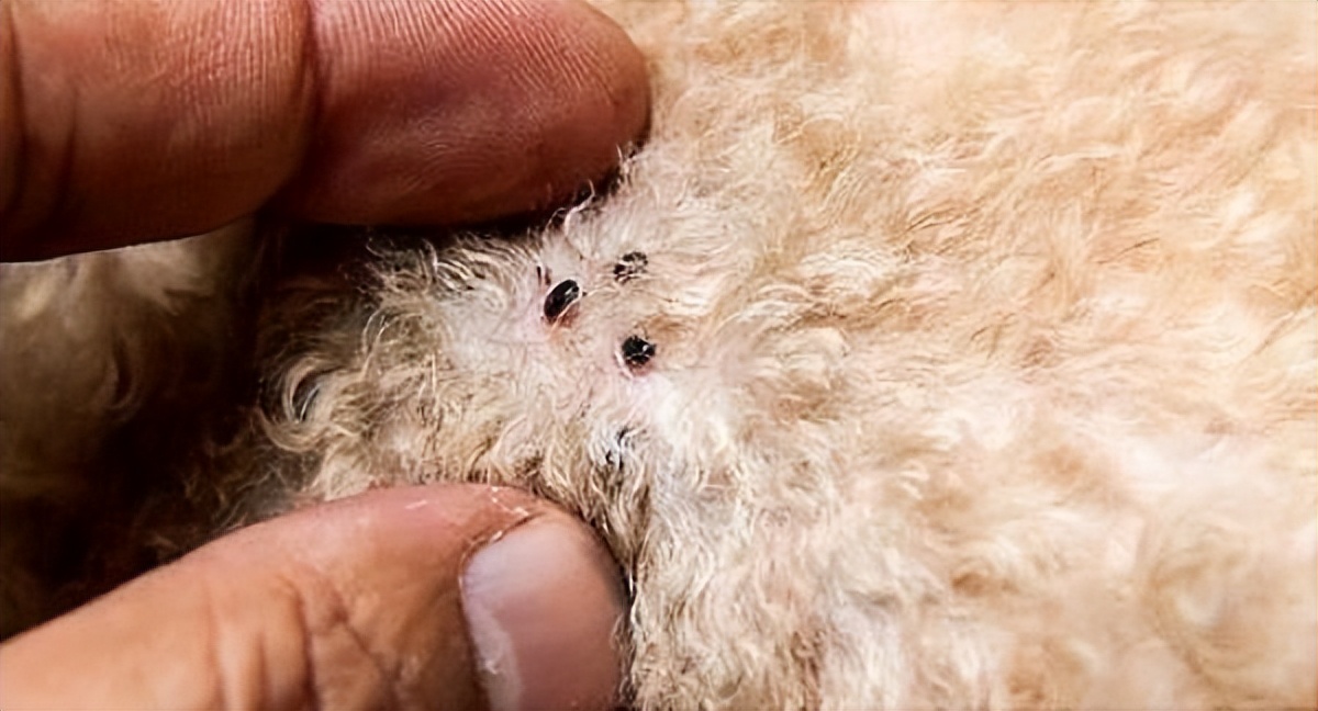 注意了狗狗身上有这几个特点说明满是虫子