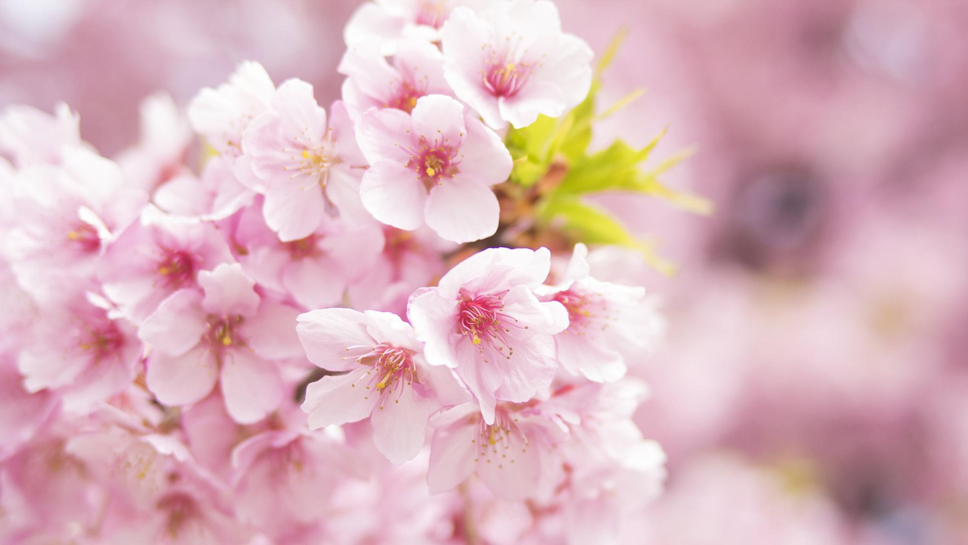 12首关于樱花的古诗词：樱花烂漫，堆云叠雪，千株万片绕林垂