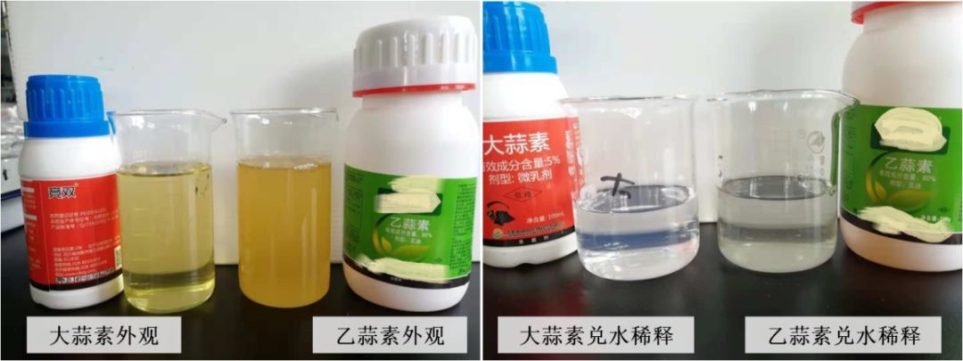 大蒜素与乙蒜素全面对比，谁才是杀菌王者？