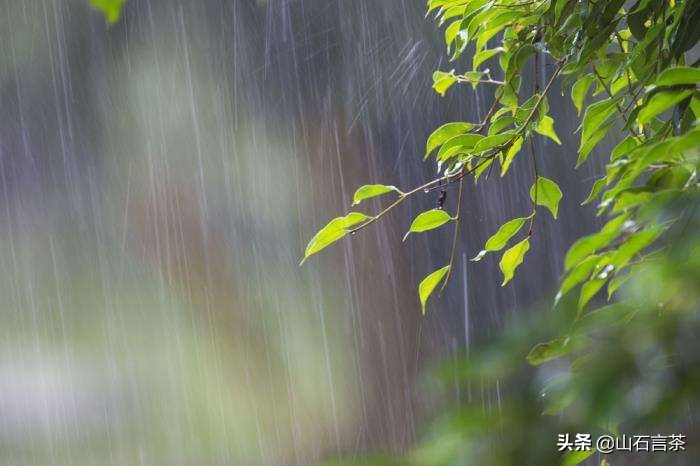 节气茶之雨水：好雨知时节，当春乃发生