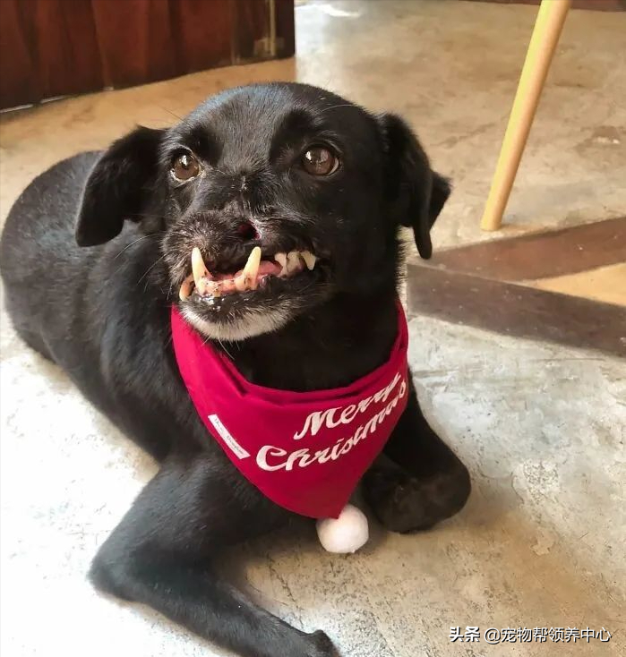 微笑狗图片 原图 恐怖(微笑狗图片 原图 恐怖高清) - 泉兴百科