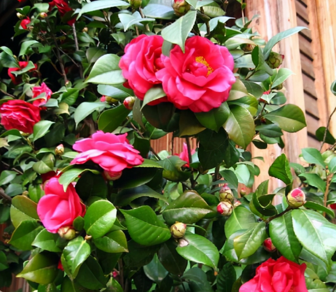 金玉满堂植物(十种寓意好的年宵花大全介绍)