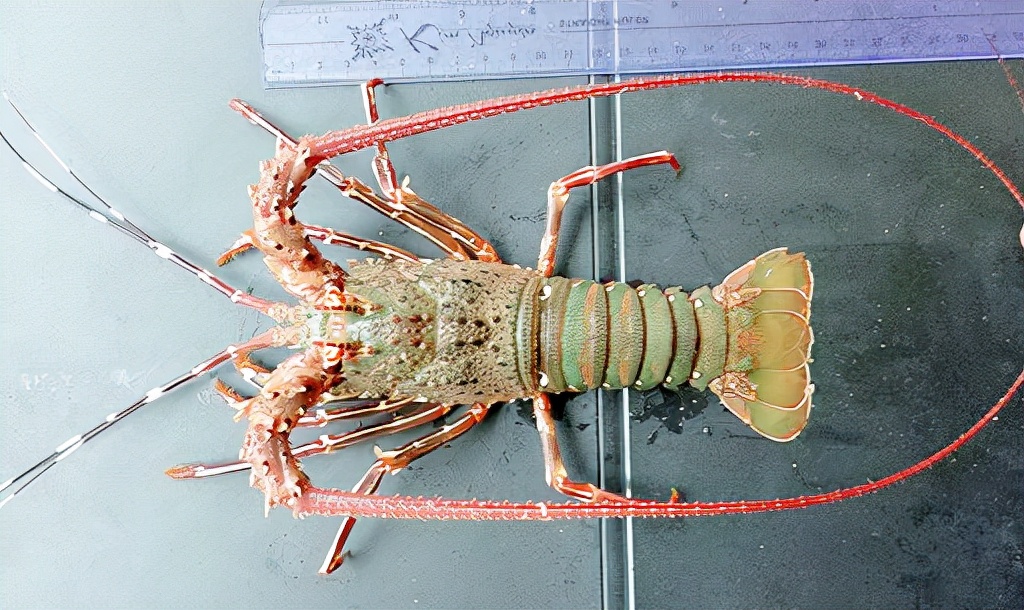 教你挑选真正的大龙虾