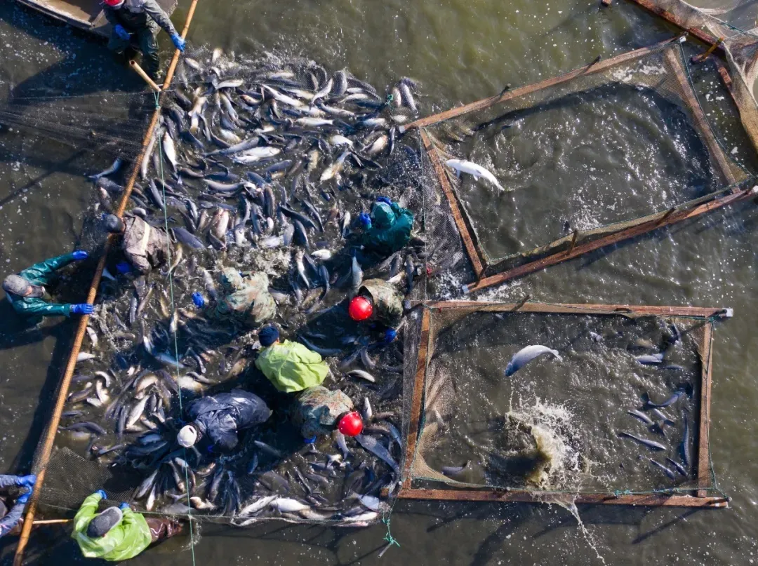 迎接COP15，保护生物多样性丨长江里有什么之“长江第一鲜”刀鱼