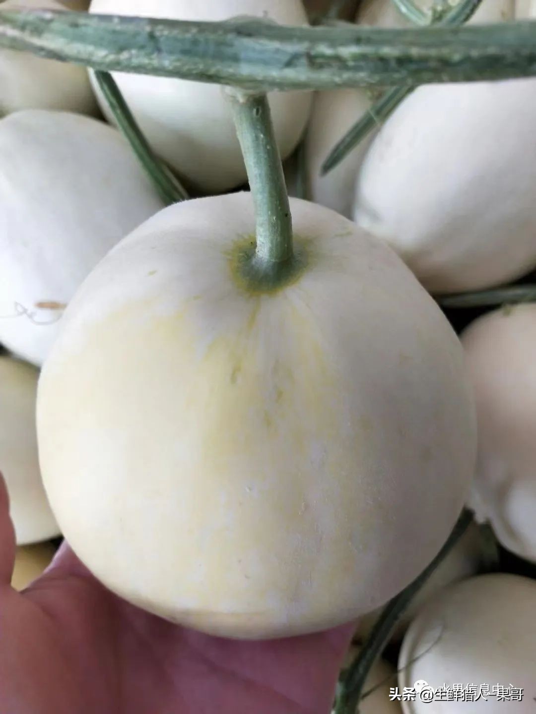 哈密瓜、蜜瓜、网纹瓜、香瓜、羊角蜜傻傻分不清？看完就明白了