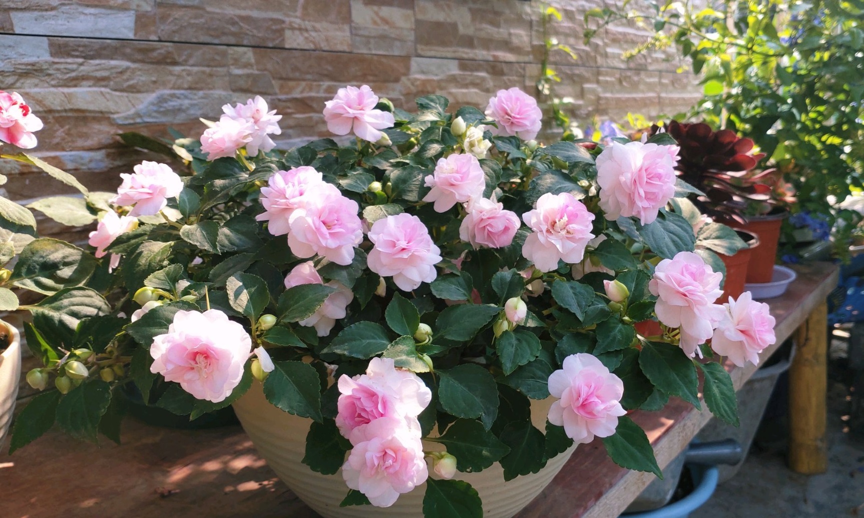 阳台还有地儿，养几盆“水梅花”吧，花美如玫瑰，常年有花开