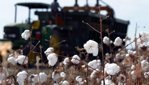 棉布如何导致亡国？害惨黑人的为何是印度？