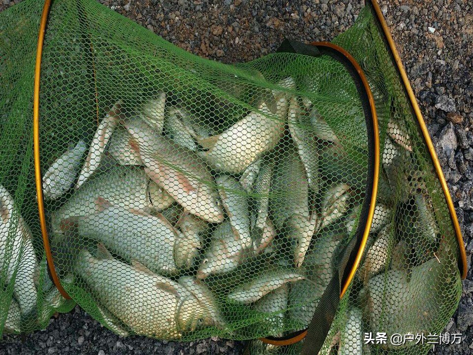 促鱼开口小药在厨房！料酒、红糖能行不，选对料好用还省钱