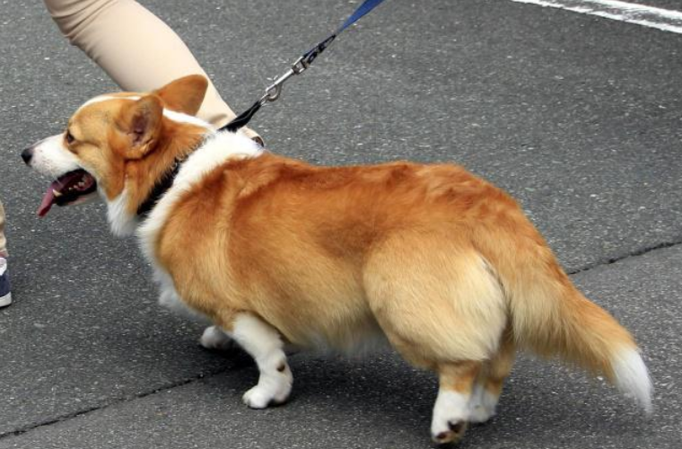 柯基断尾("断尾",真的能保护柯基犬吗?