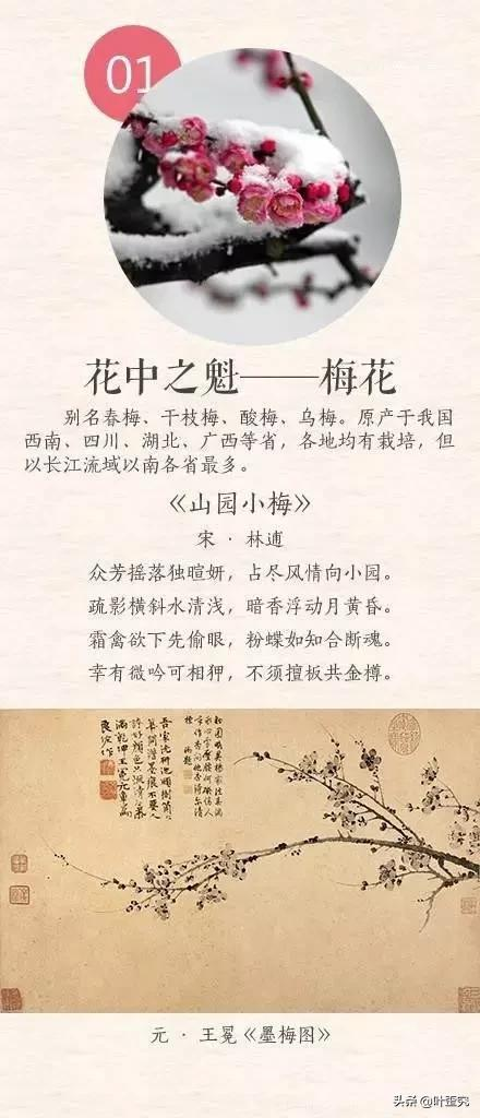 中国十大名花名录：梅兰竹菊牡丹茶花月季杜鹃荷花桂花