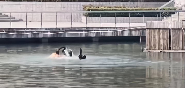 南京高校体育生下湖游泳，被湖中的黑天鹅“暴揍”，毫无还手之力