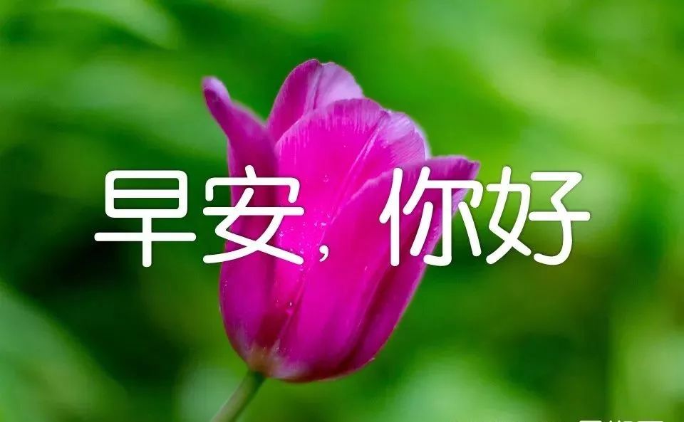 4月27日最新早上好图片 早上好图片鲜花带字问候 祝福你事事圆满图片