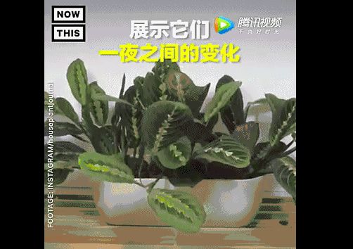 天鹅绒花怎么养（网红竹芋科植物的推荐与养护）