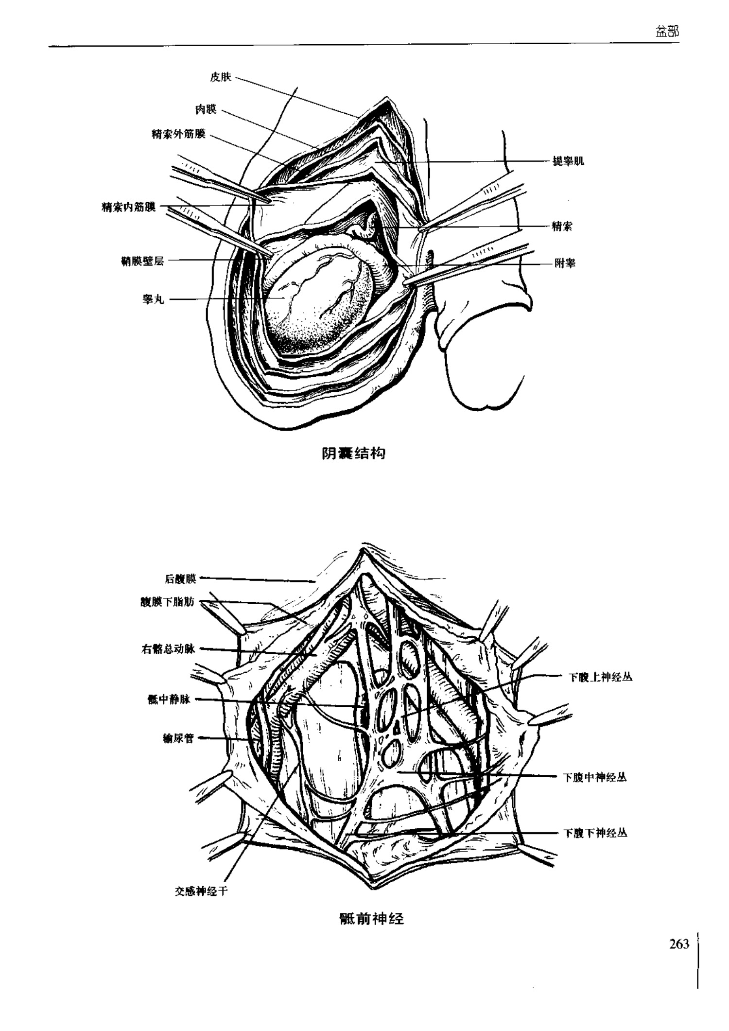 人体内脏位置图(图示集‖外科解剖学图谱(8-5)盆部)