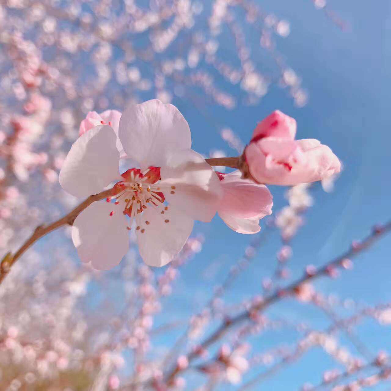 给你春风十里的繁花，也给你静谧的都市繁华（文案馆）